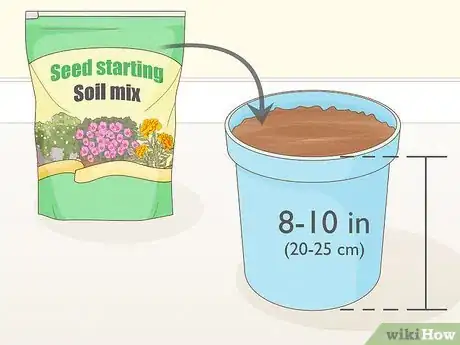 Image titled Grow Eryngium Foetidum Step 1