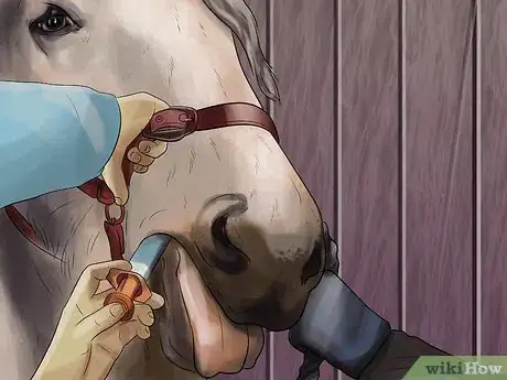 Image titled Treat Skin Disorders in Horses Step 15