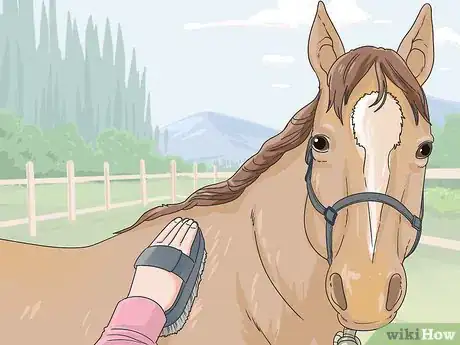 Image titled Clean a Horse Step 2