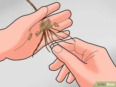 Image titled Plant Pine Trees Step 10