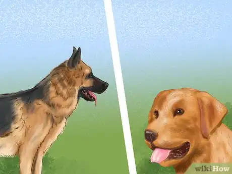 Image titled Choose a Good Hiking Dog Step 6