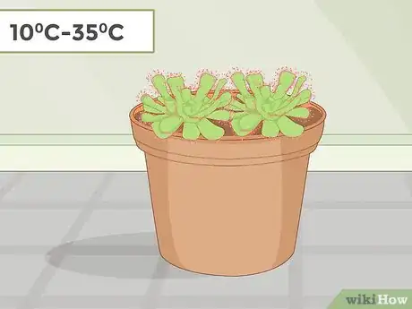 Image titled Grow Sundews Step 5