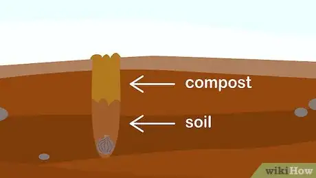 Image titled Plant Hyacinths Step 4