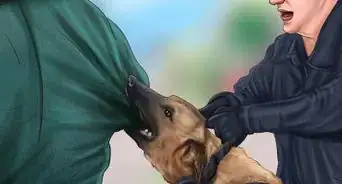 Volunteer at a Dog Shelter