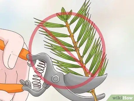 Image titled Prune Evergreen Trees Step 16