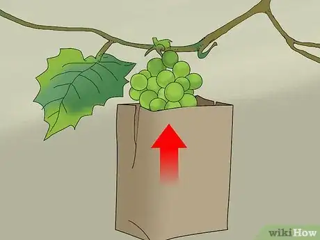Image titled Protect Grapes from Birds Step 4