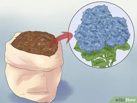 Image titled Mulch Hydrangeas Step 2