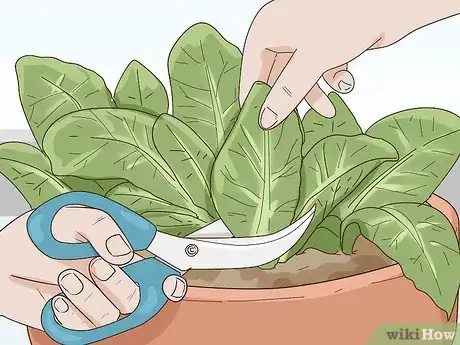 Image titled Grow Lettuce Indoors Step 13