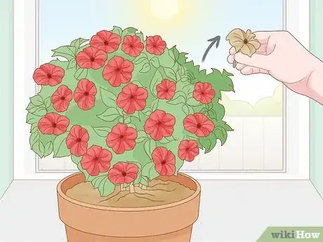 Image titled Keep Petunias Blooming All Summer Step 4