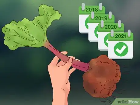 Image titled Divide Rhubarb Plants Step 2