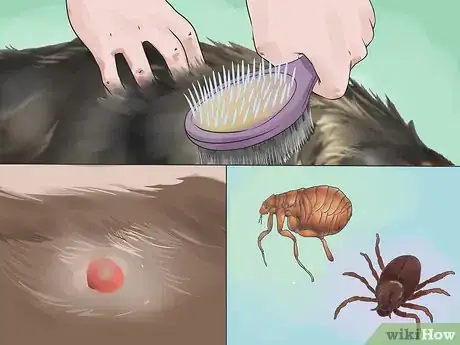 Image titled Take Care of Your Long Haired Maine Coon Step 12