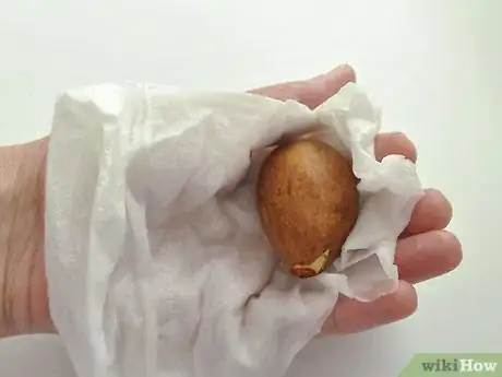 Image titled Grow an Avocado As a Houseplant Step 6