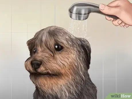 Image titled Care for an Australian Terrier Step 17