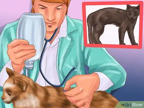 Image titled Treat Feline Intestinal Lymphoma Step 10