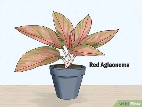 Image titled Grow Chinese Evergreens (Aglaonema) Step 7