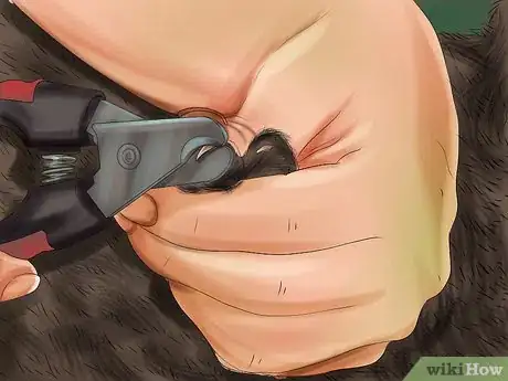 Image titled Care for a Korat Step 3