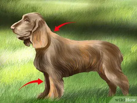 Image titled Identify a Sussex Spaniel Step 6