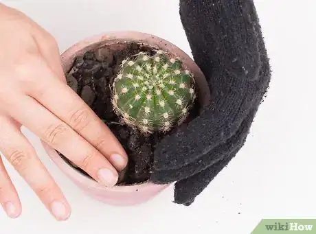 Image titled Pot a Spiny Cactus Without Getting Pricked Step 12