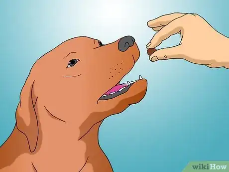 Image titled Keep Your Dog in Shape Step 11