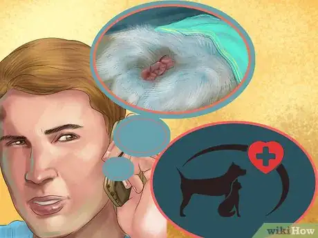 Image titled Get Rabbits Spayed or Neutered Step 13