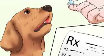 Diagnose Epilepsy in Beagles