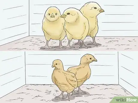 Image titled Raise Meat Chickens Step 9