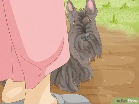 Image titled Identify a Scottish Terrier Step 16
