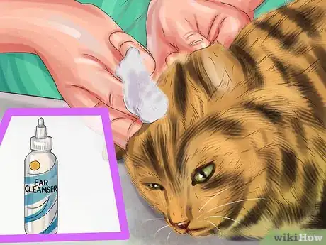 Image titled Care for Toygers Step 7