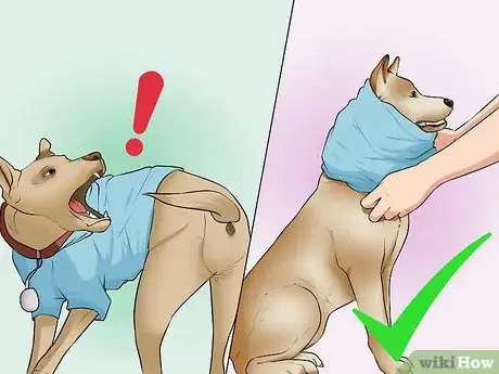 Image titled Buy Bling for a Dog Step 12