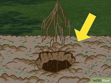 Image titled Plant a Beech Hedge Step 13