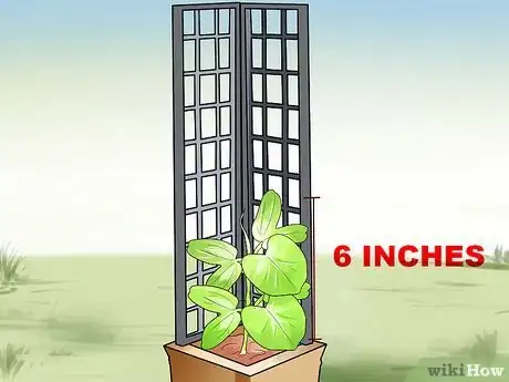 Image titled Grow Morning Glories Step 10