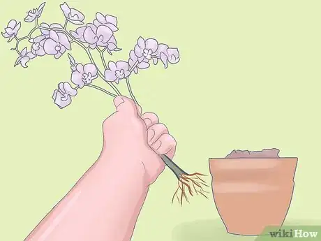 Image titled Care for Mini Orchids Step 6