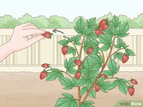 Image titled Harvest Raspberries Step 5