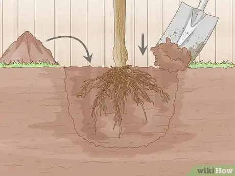 Image titled Grow Mandarin Trees Step 7