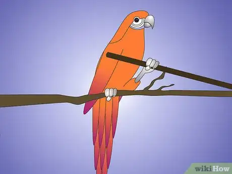 Image titled Teach Your Parrot to Wave Hello Step 8