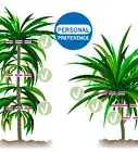 Prune Dracaena