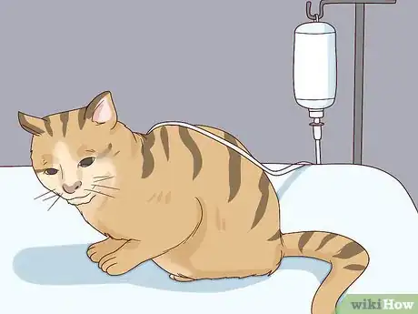 Image titled Diagnose and Treat Pyothorax in Cats Step 13