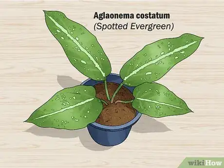 Image titled Grow Chinese Evergreens (Aglaonema) Step 6