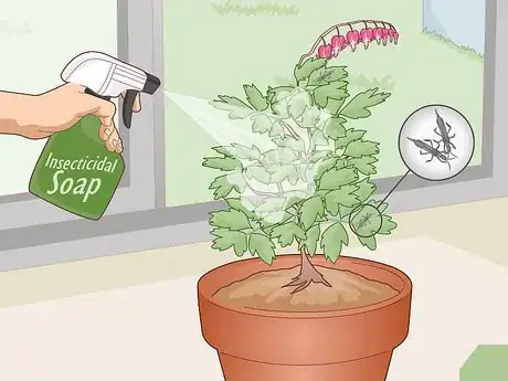 Image titled Care for a Bleeding Heart Step 14