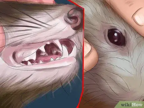 Image titled Buy a Ferret Step 14