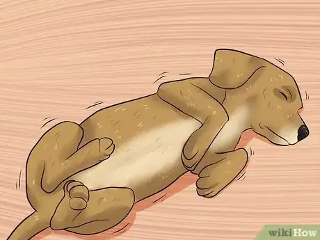 Image titled Diagnose Epilepsy in Beagles Step 1