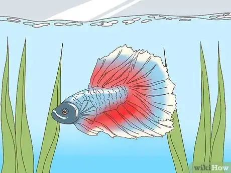 Image titled Teach Your Betta Fish to Swim Through a Hoop Step 1