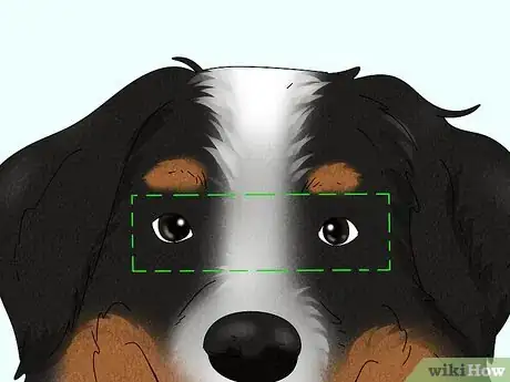 Image titled Identify a Bernese Mountain Dog Step 4