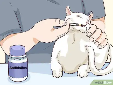 Image titled Diagnose and Treat Pyothorax in Cats Step 12