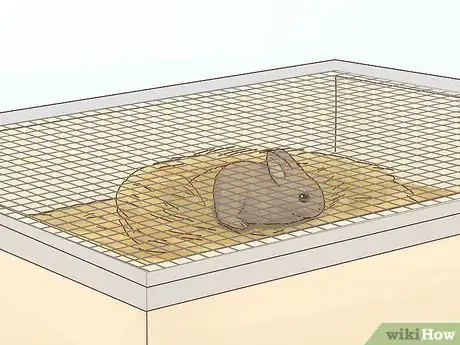 Image titled Care for a Baby Wild Rabbit Step 4
