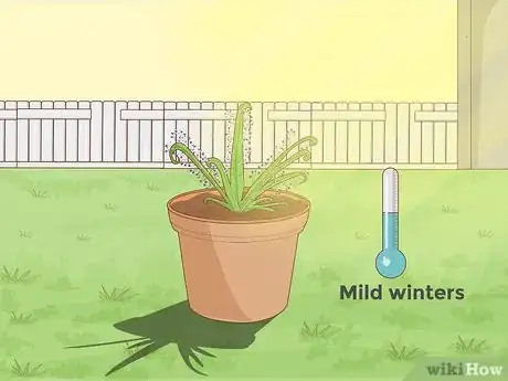 Image titled Grow Sundews Step 4