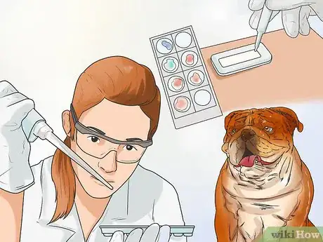 Image titled Avoid Crossbreeding As a Dog Breeder Step 5