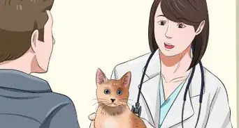 Help a Cat Not Throw Up