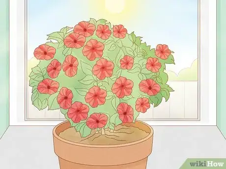 Image titled Keep Petunias Blooming All Summer Step 1