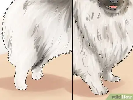 Image titled Identify a Keeshond Step 7